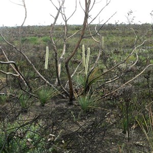 Recently burnt heath - lots of enamel orchids