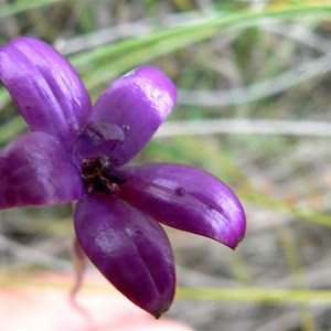 Purple Enamel Orchid