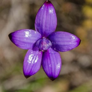 Elythenthera brunonis: Enamel orchid