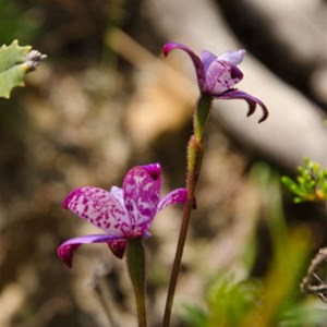 Elythenthera brunonis: Enamel orchid