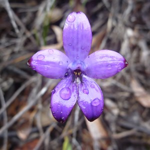 Blue Enamel Orchid