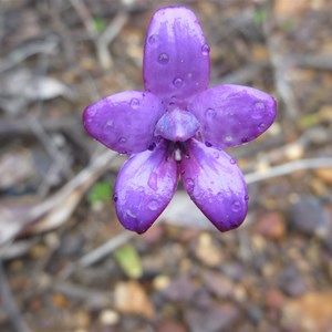 Blue Enamel Orchid