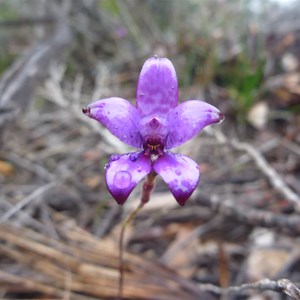 Blue Enamel Orchid