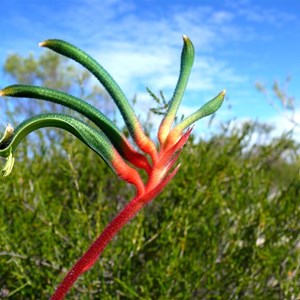 Anigozanthos manglesii, Kalbarri NP.