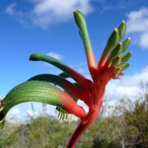 Anigozanthos manglesii, Kalbarri NP