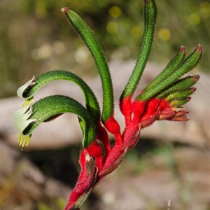 Anigozanthus manglesii