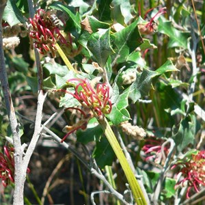 Variable Prickly Grevillea