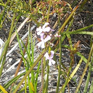 Stylidium