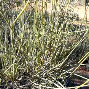 Casuarina pauper branchlets. True leaves form a pale coloured ring at intervals along each branchlet.