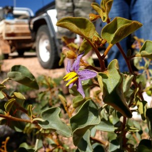 Solanum orbiculatum at Maralinga