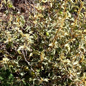 Solanum orbiculatum at Maralinga