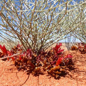 Leptosema chambersii near Laverton, WA