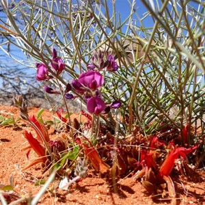 Leptosema chambersii (red flowers) east of Laverton WA