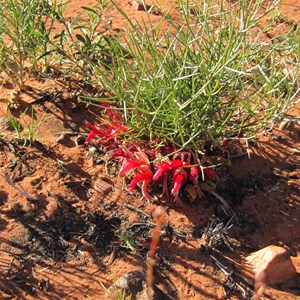 Leptosema chambersii near Well 6 CSR, WA