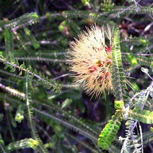 Beaufortia squarrosa, Kalbarri NP