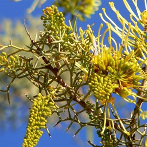 Hakea eyreana