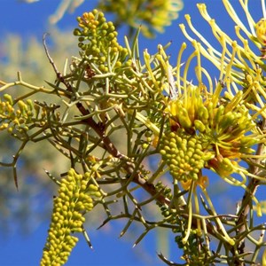 Hakea eyreana