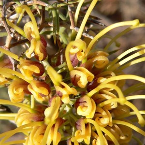 Hakea eyreana