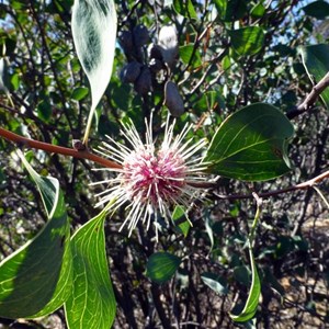 Sea Urchin Hakea - Hakea petiolaris