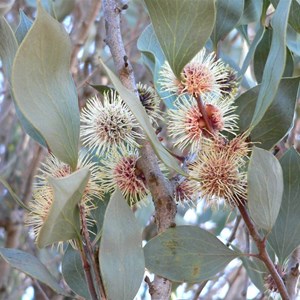 Hakea petiolaris