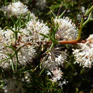 Honey Bush - Hakea lissocarpha 