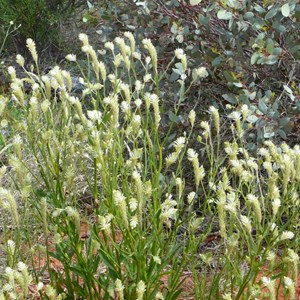 Prince of Wales Feather - Ptilotus polystachyus