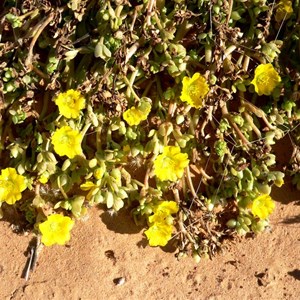 Portulaca oleracea