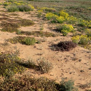 Flat mats of purslane in the foreground along a sand dune