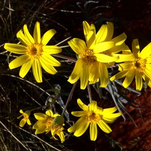 Senecio gregorii, Simpson Desert