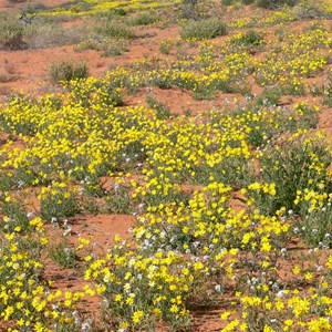 Annual Yellowtop, Simpson Desert