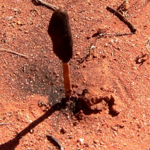 Black Powderpuff, outer cap has fallen off leaving black spore mass