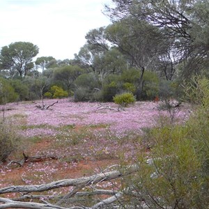 Pink Velleia - Velleia rosea