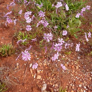 Pink Velleia - Velleia rosea