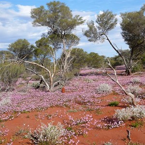 Pink Velleia - Velleia rosea