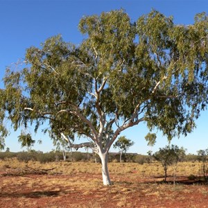 Ghost Gum