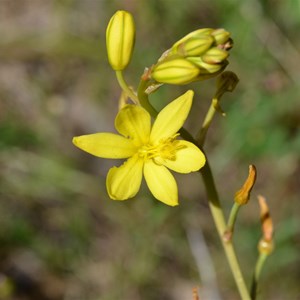 Bulbine bulbosa