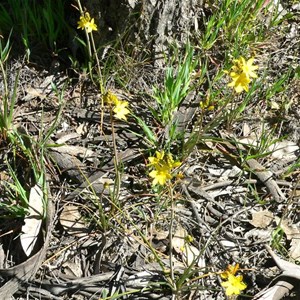 Bulbine bulbosa near Canberra