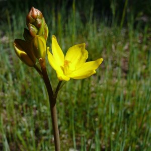 Bulbine bulbosa near Canberra