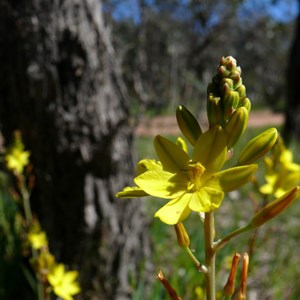 Bulbine bulbosa near Canberra