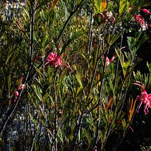 Bush covered in bright pink flowers