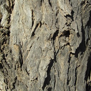 Acacia peuce bark