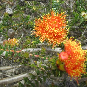 Eremaea beaufortioides