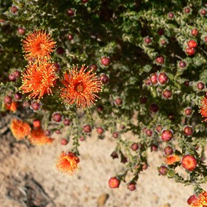 Eremaea beaufortioides near Jurien Bay, WA