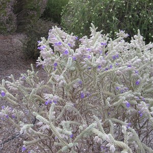 Eremophila lachnocalyx