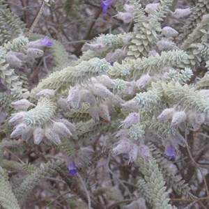 Eremophila lachnocalyx