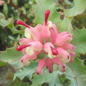 Grevillea insignis