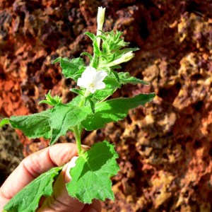 Nicotiana benthamiana, Canning SR