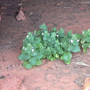 Nicotiana benthamiana, Canning SR