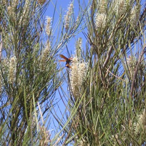 Grevillea stenobotrya, Rattlepod Grevillea, Sandhill Grevillea