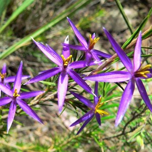 Tinsel Lily